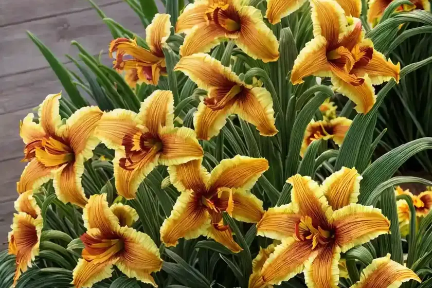 Hemerocallis ‘stella de oro’ (reblooming daylily) — photo 3