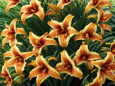 Hemerocallis ‘Stella Supreme’ (Reblooming Daylily)
