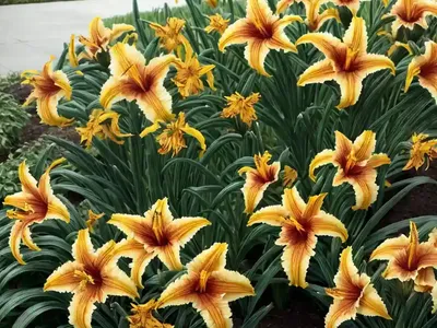 Hemerocallis ‘Storm Shelter’ (Reblooming Daylily)