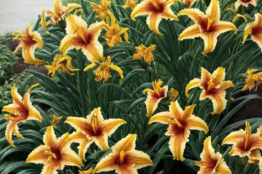 Hemerocallis ‘storm shelter’ (reblooming daylily)