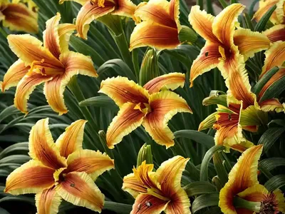 Hemerocallis ‘Summer Wine’ (Daylily)