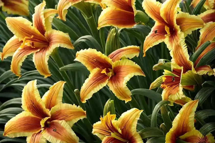 Hemerocallis ‘summer wine’ (daylily)