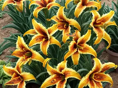 Hemerocallis ‘Tiger Swirl’ (Daylily)