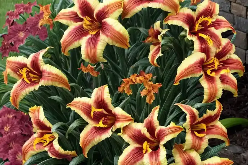 Hemerocallis ‘tuscawilla tigress’ (reblooming daylily) — photo 2