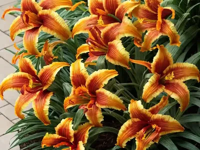 Hemerocallis ‘Tuscawilla Tigress’ (Reblooming Daylily)