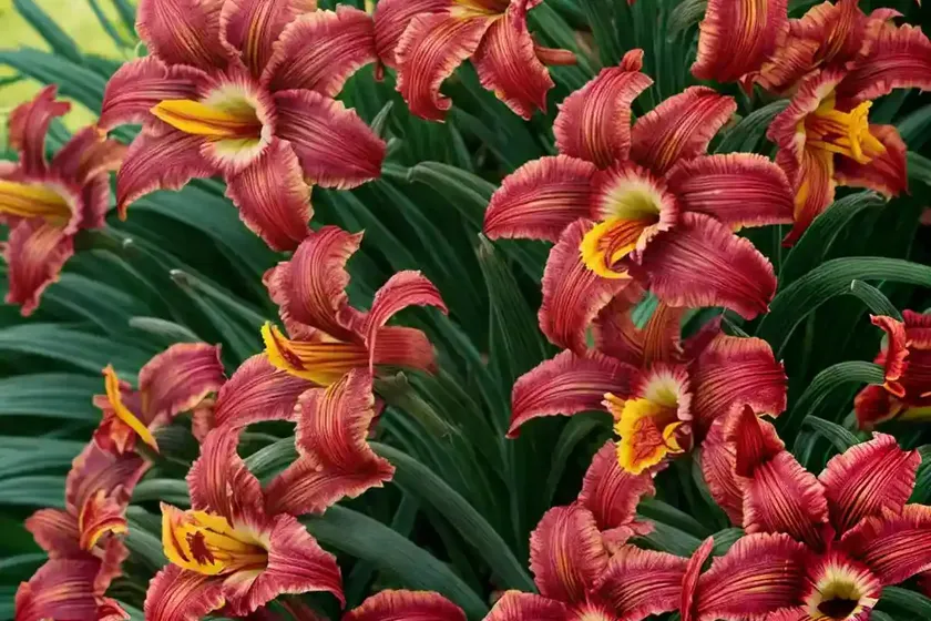 Hemerocallis ‘woodside ruby’ (daylily) — photo 2