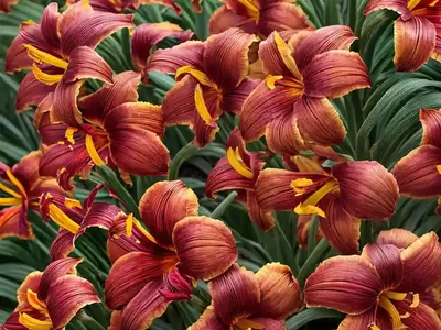 Hemerocallis ‘Woodside Ruby’ (Daylily)