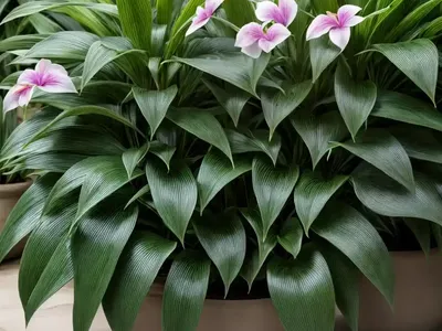 Hemigraphis (Hemigraphis ‘Exotica’)