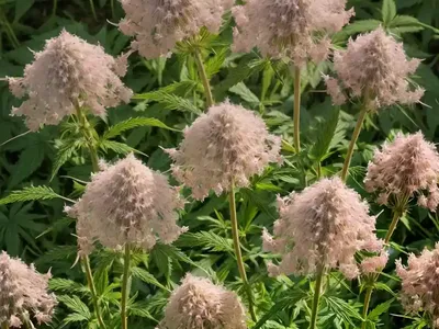 Hemp-agrimony (Eupatorium Cannabinum)
