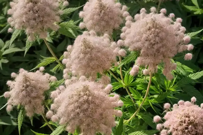 Hemp Agrimony (Eupatorium Chinense) — photo 2