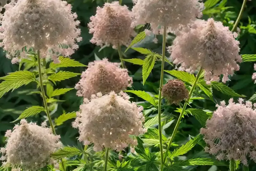 Hemp Agrimony (Eupatorium Chinense) — photo 3