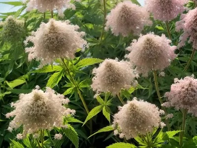 Hemp Agrimony (Eupatorium Chinense)