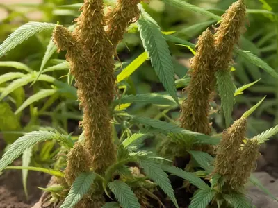 Hemp Broomrape (Phelipanche Ramosa)