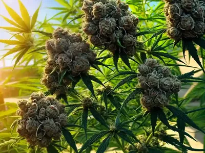 Hemp Indica (Cannabis Sativa Indica)