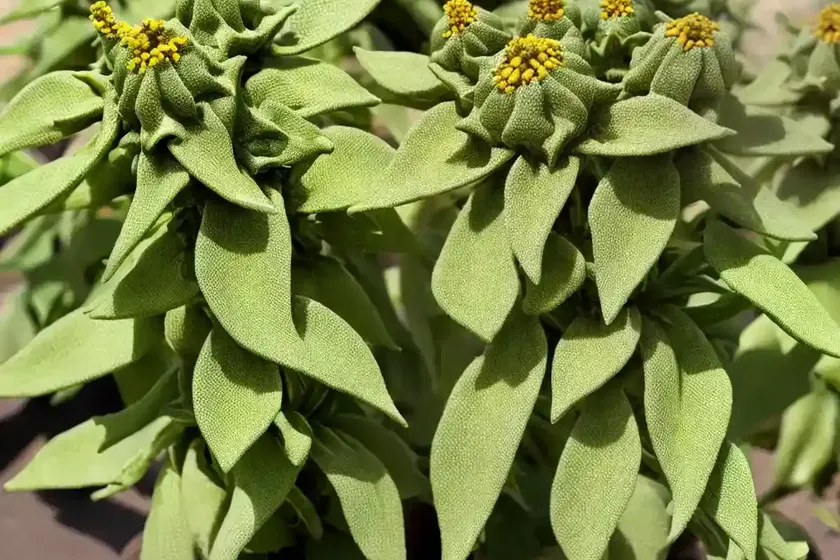 Henbane (hyoscyamus niger) — photo 3