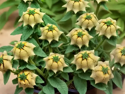 Henbane (Hyoscyamus Niger)