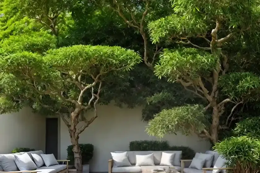 Henkel’s yellowwood (podocarpus henkelii) — photo 3