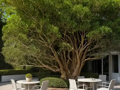 Henkel’S Yellowwood (Podocarpus Henkelii)