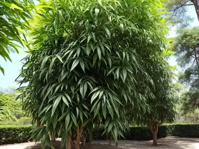 Henna Tree (Lawsonia Inermis)