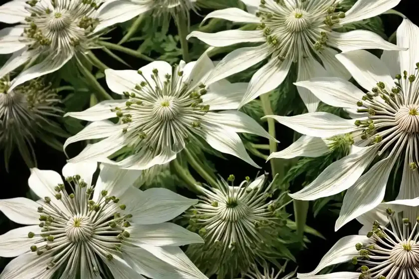 Heracleum mantegazzianum (heracleum mantegazzianum) — photo 2