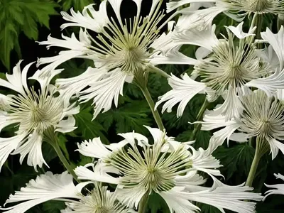 Heracleum Mantegazzianum (Heracleum Mantegazzianum)