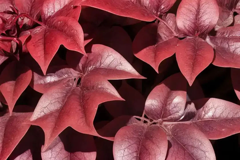 Herbst’s bloodleaf (iresine herbstii) — photo 2