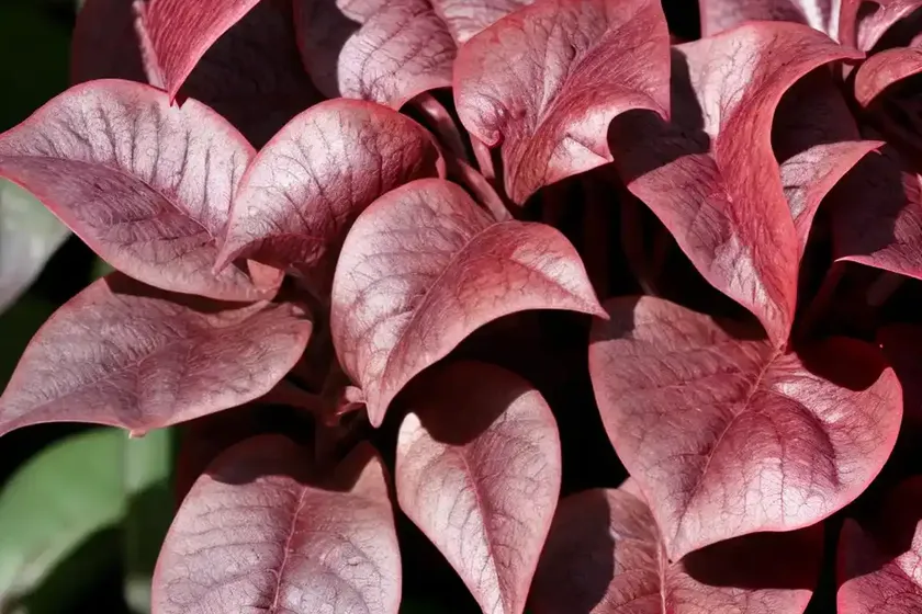 Herbst’s bloodleaf (iresine herbstii) — photo 3