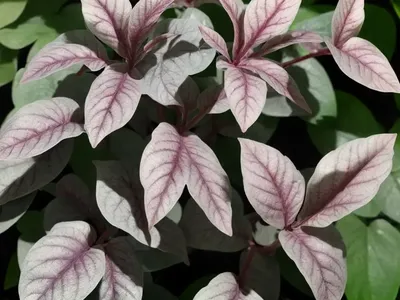 Herbst’s Bloodleaf (Iresine Herbstii)