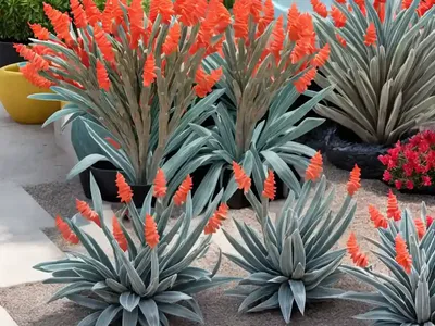 Hesperaloe Parviflora (Red Yucca)