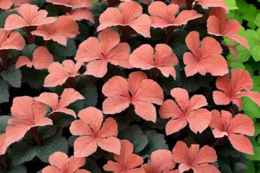 Heuchera ‘Black Beauty’ (Coral Bells) — photo 2