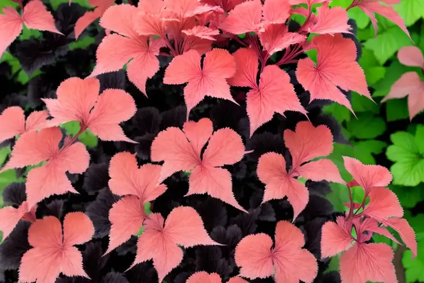 Heuchera ‘Black Beauty’ (Coral Bells) — photo 3