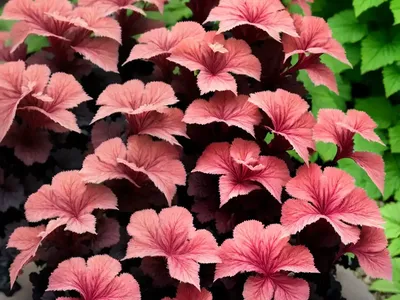 Heuchera ‘Black Beauty’ (Coral Bells)