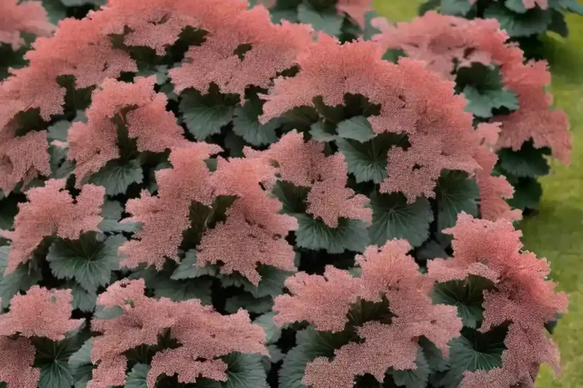 Heuchera ‘black pearl’ (coral bells) — photo 2