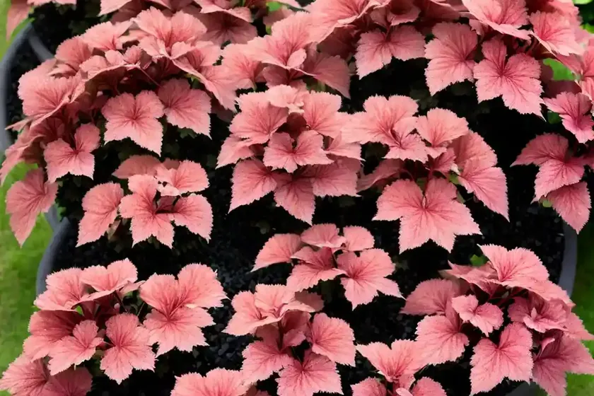 Heuchera ‘black pearl’ (coral bells) — photo 3