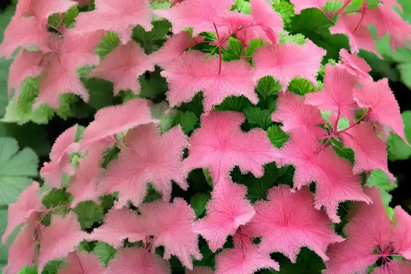 Heuchera frilly (coral bells) — photo 2