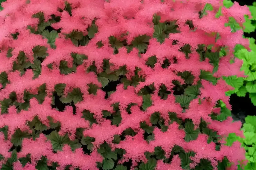 Heuchera frilly (coral bells) — photo 3
