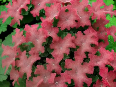 Heuchera Frilly (Coral Bells)