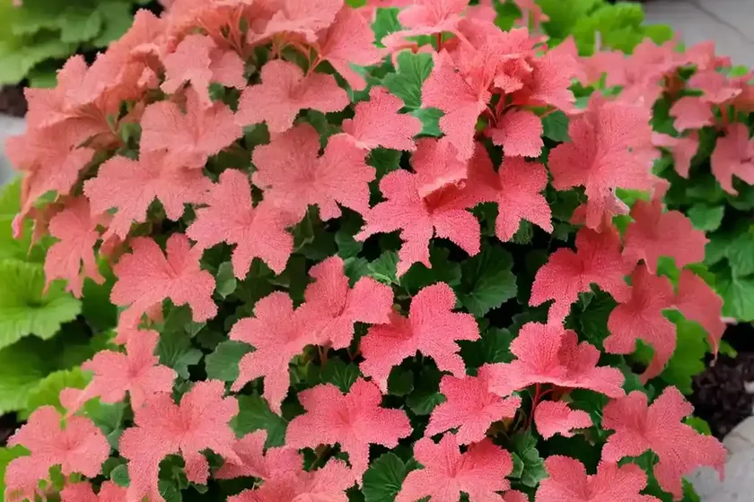 Heuchera ‘Ginger Ale’ (Coral Bells) — photo 2