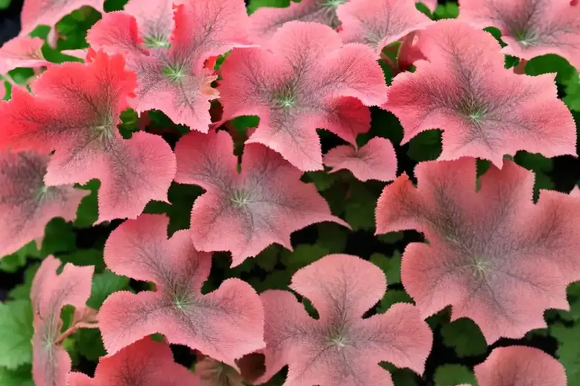 Heuchera ‘Ginger Ale’ (Coral Bells) — photo 3