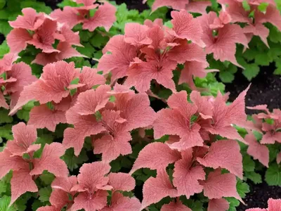 Heuchera ‘Ginger Ale’ (Coral Bells)