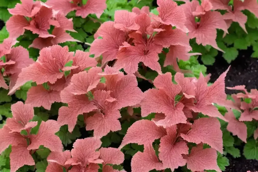 Heuchera ‘Ginger Ale’ (Coral Bells)