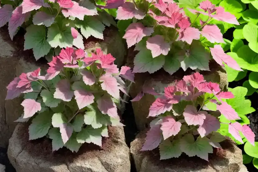Heuchera micrantha (crevice alumroot) — photo 3