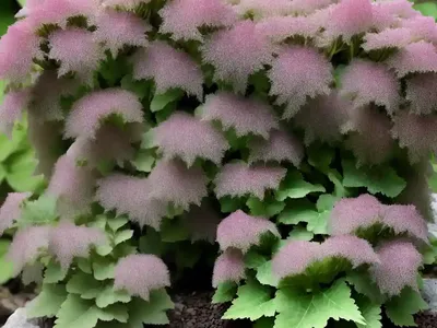 Heuchera Micrantha (Crevice Alumroot)