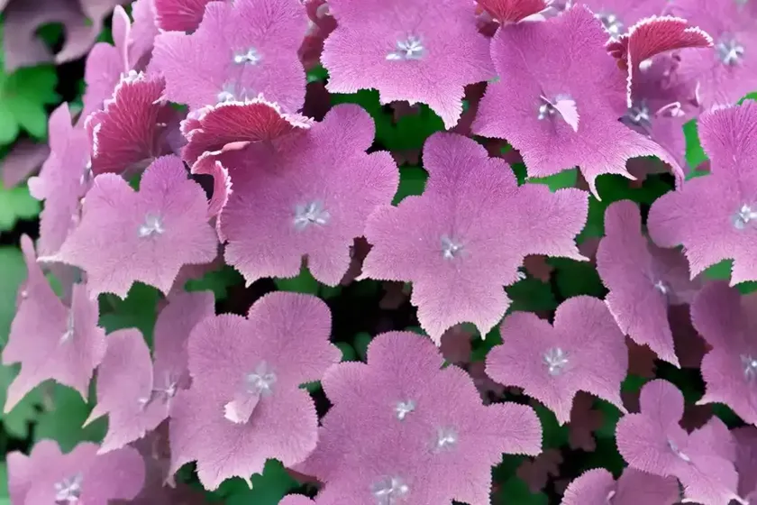 Heuchera micrantha ‘palace purple’ (coral bells) — photo 2