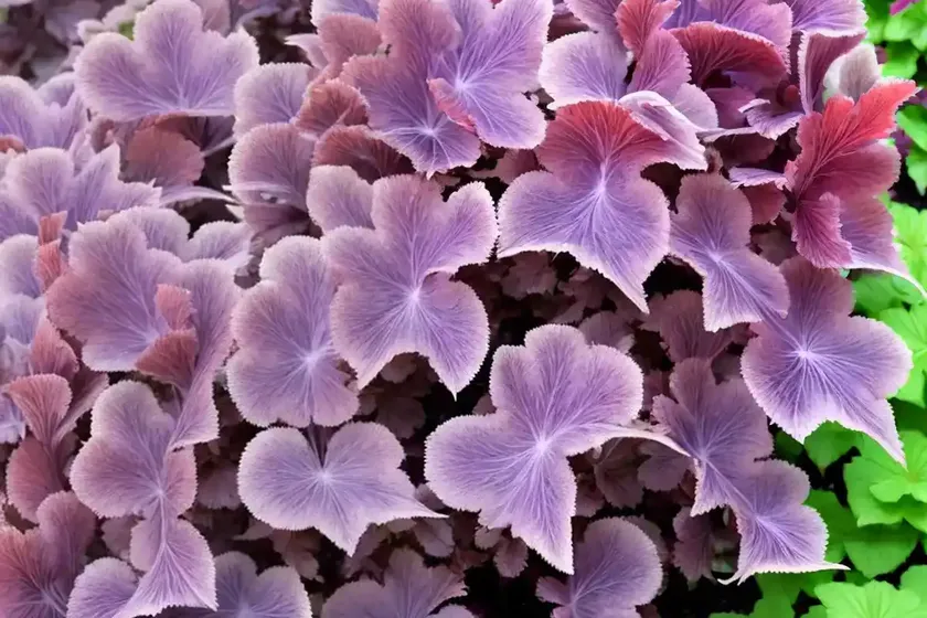 Heuchera micrantha ‘palace purple’ (coral bells) — photo 3