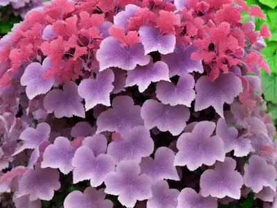 Heuchera Micrantha ‘Palace Purple’ (Coral Bells)