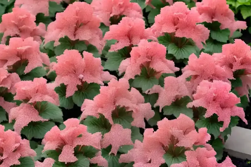 Heuchera ‘midnight rose’ (coral bells) — photo 3