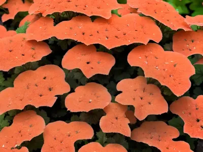 Heuchera NORTHERN EXPOSURE� Amber (Coral Bells)