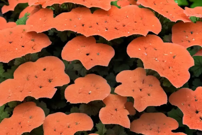 Heuchera northern exposure� amber (coral bells)
