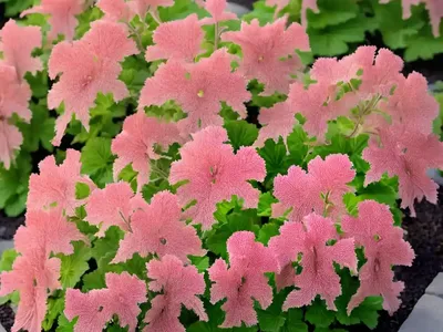 Heuchera NORTHERN EXPOSURE� Lime (Coral Bells)